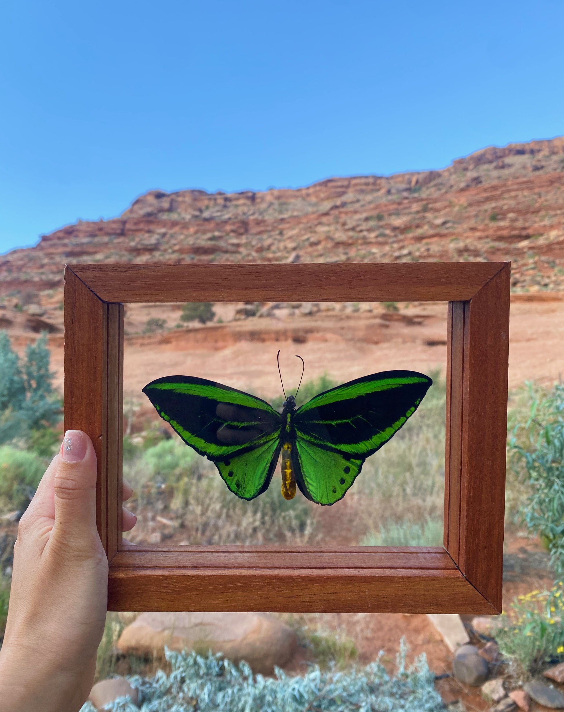 ornithoptera priamus poseidon birdwing
