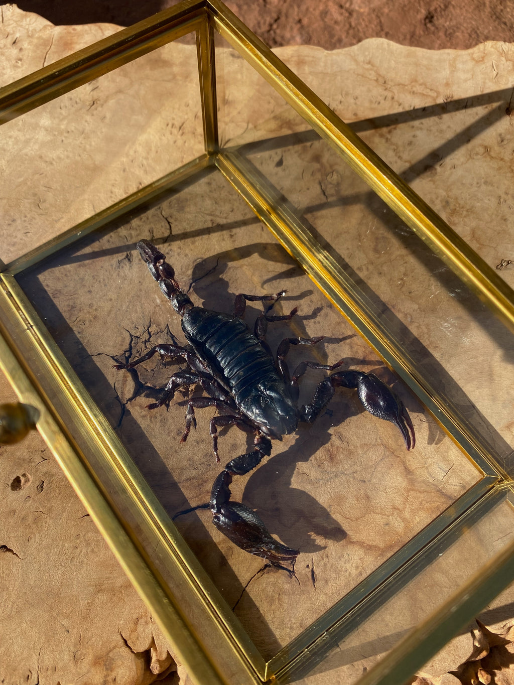 preserved scorpion