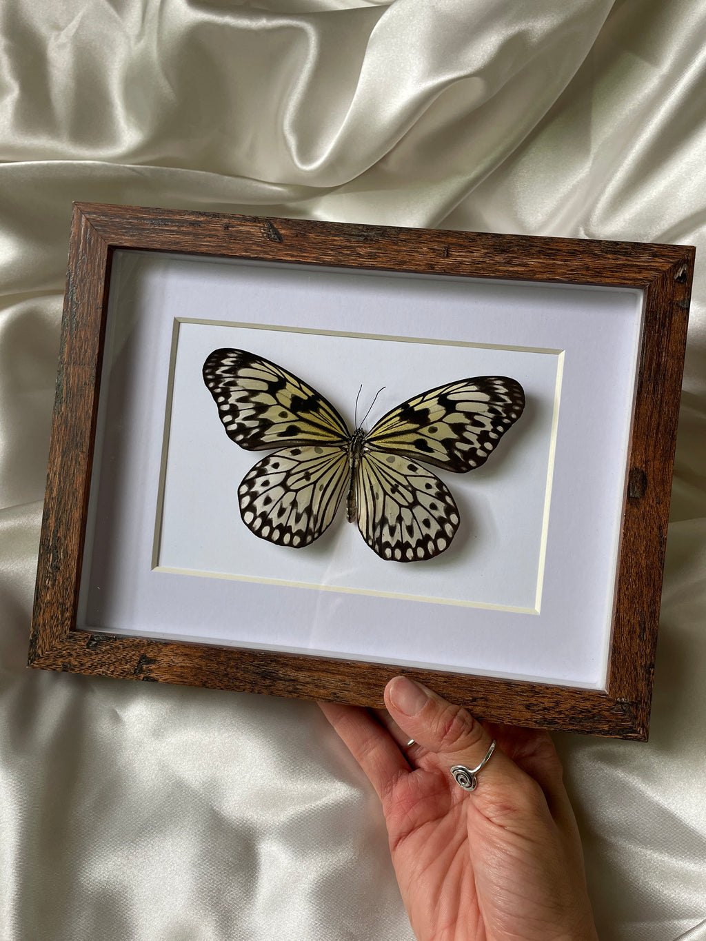 paper kite butterfly shadow box