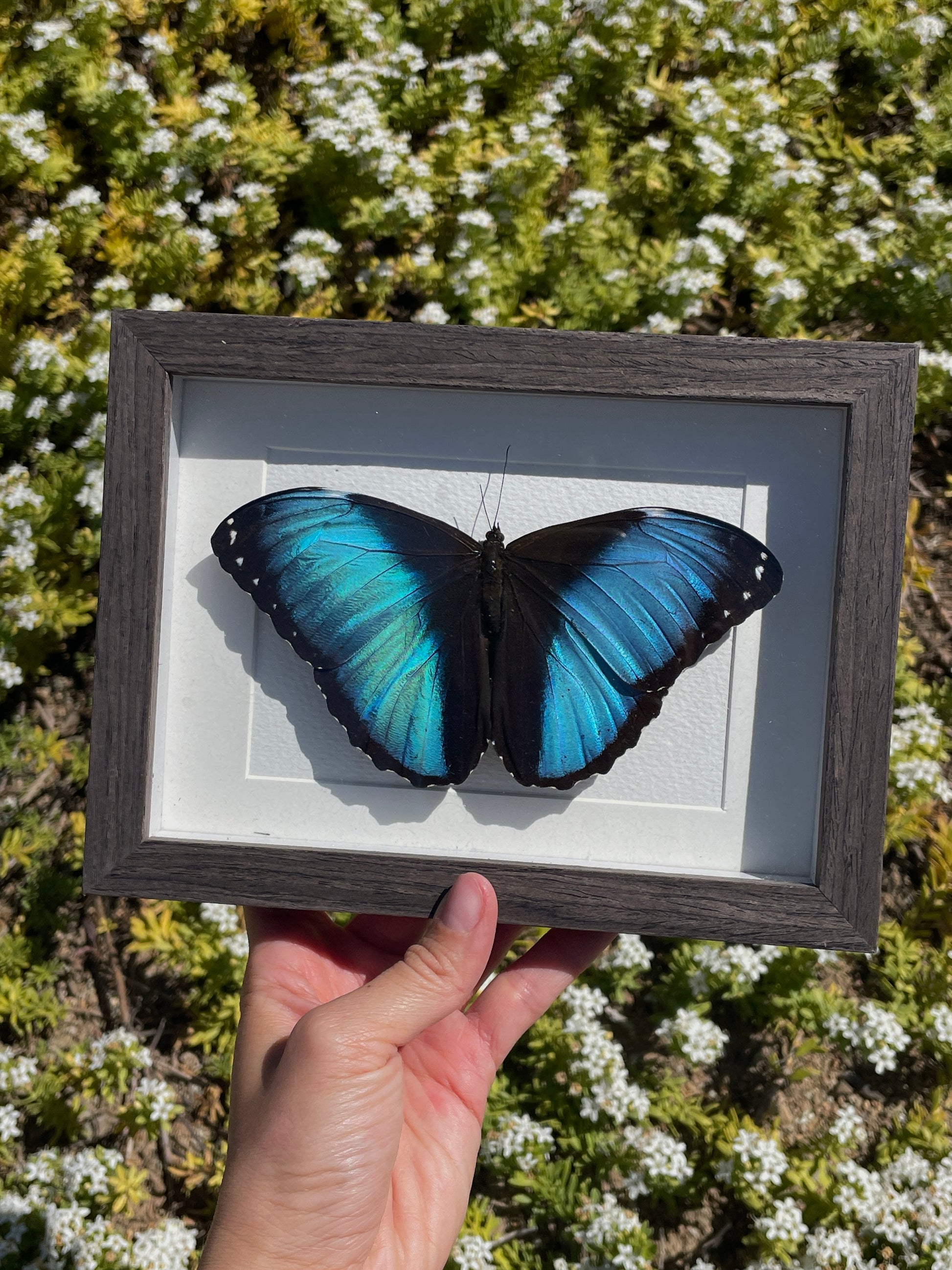 blue morpho shadow box
