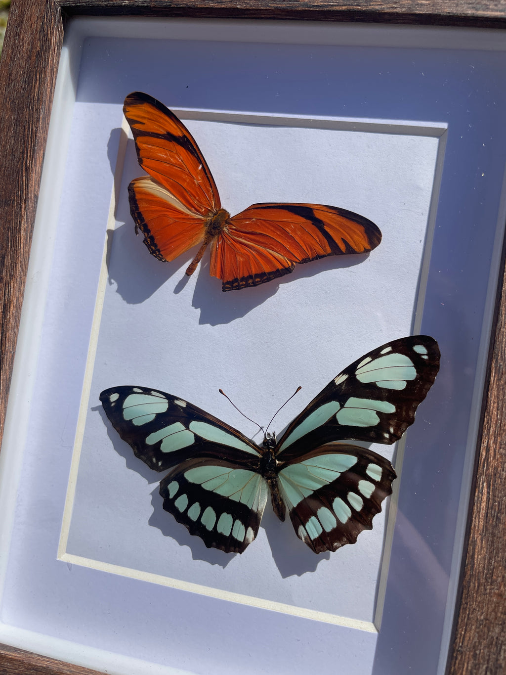 julia longwing & dido longwing shadow box