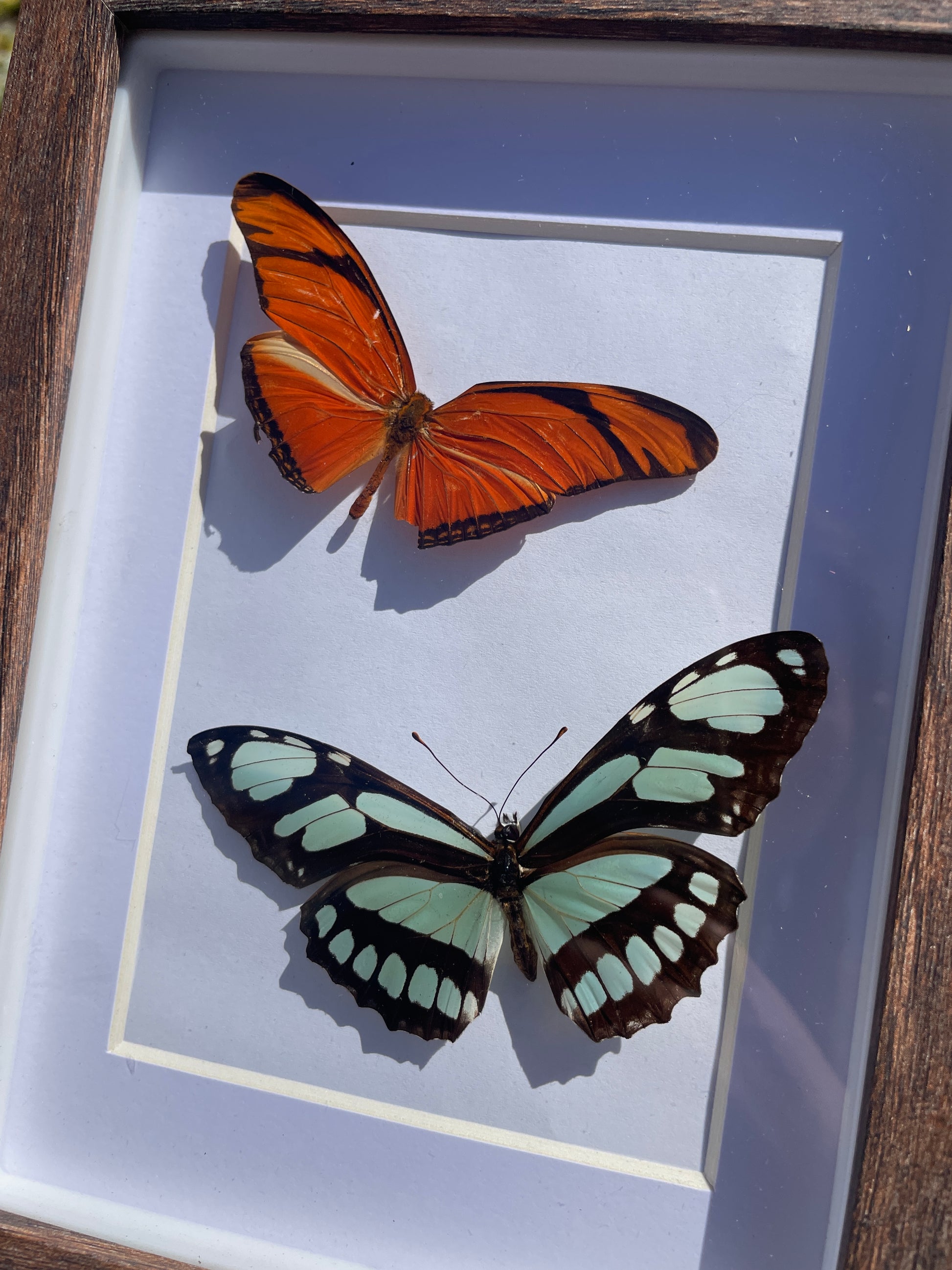 julia longwing & dido longwing shadow box