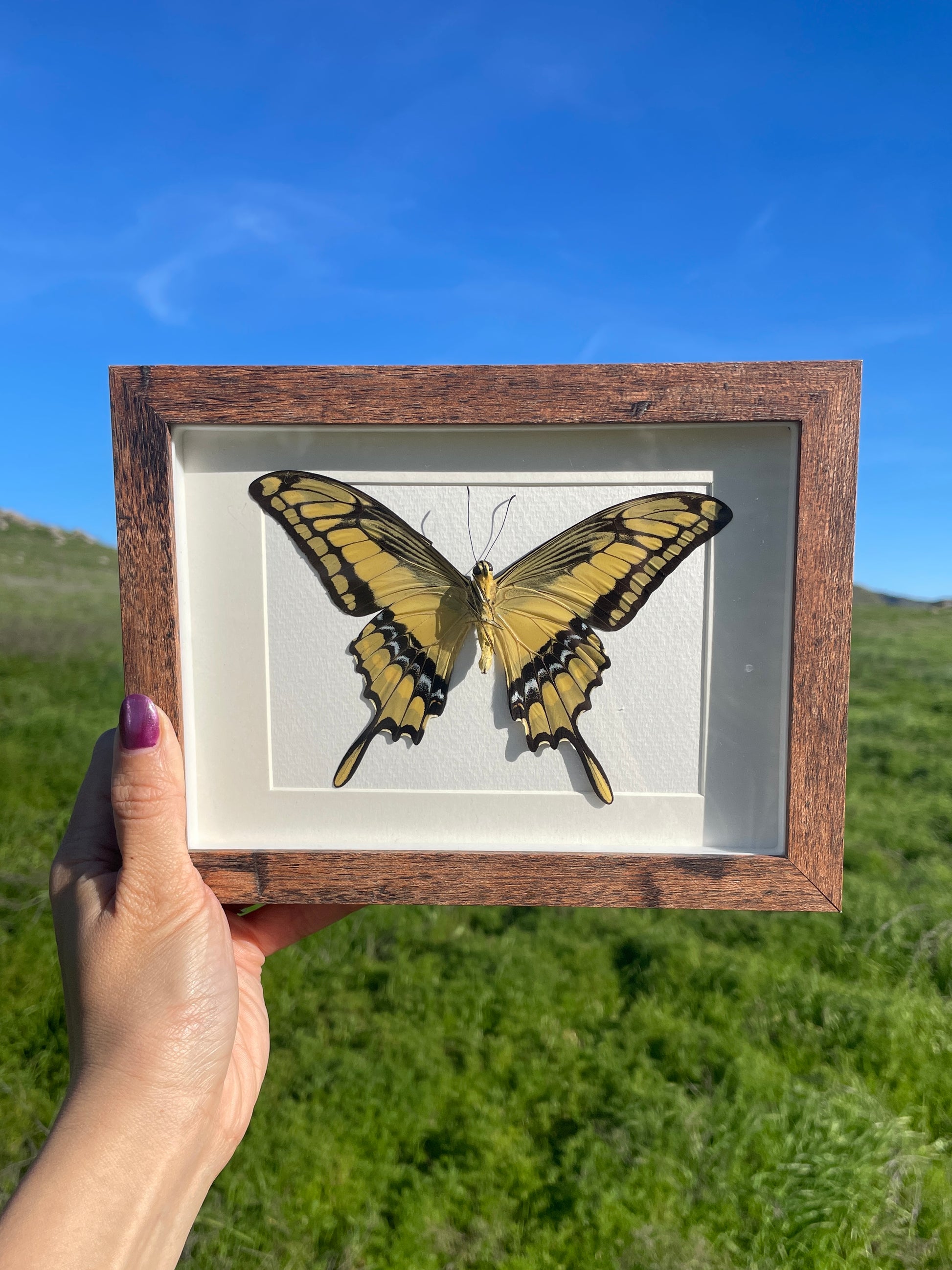 king swallowtail shadow box