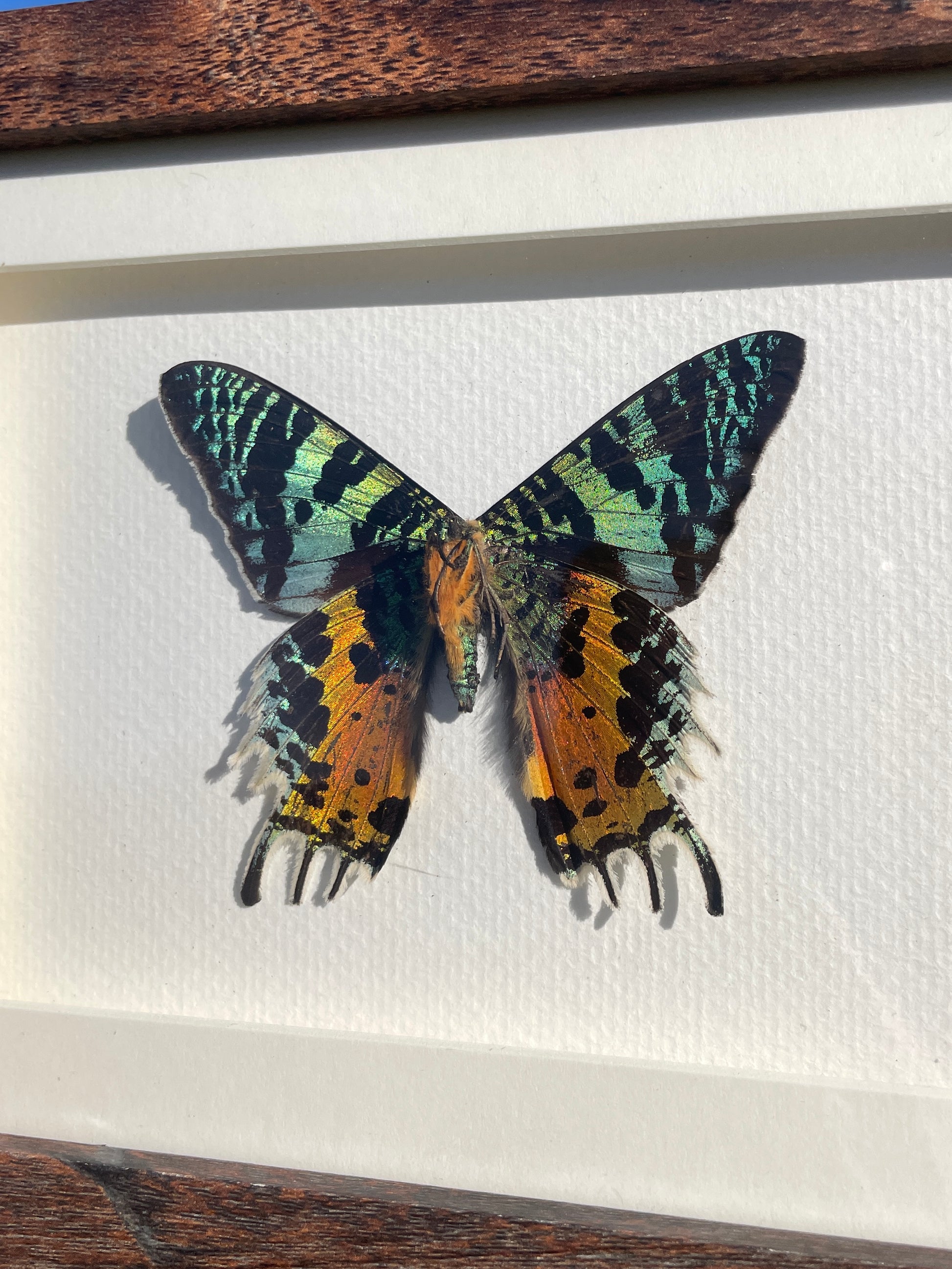 madagascan sunset moth shadow box