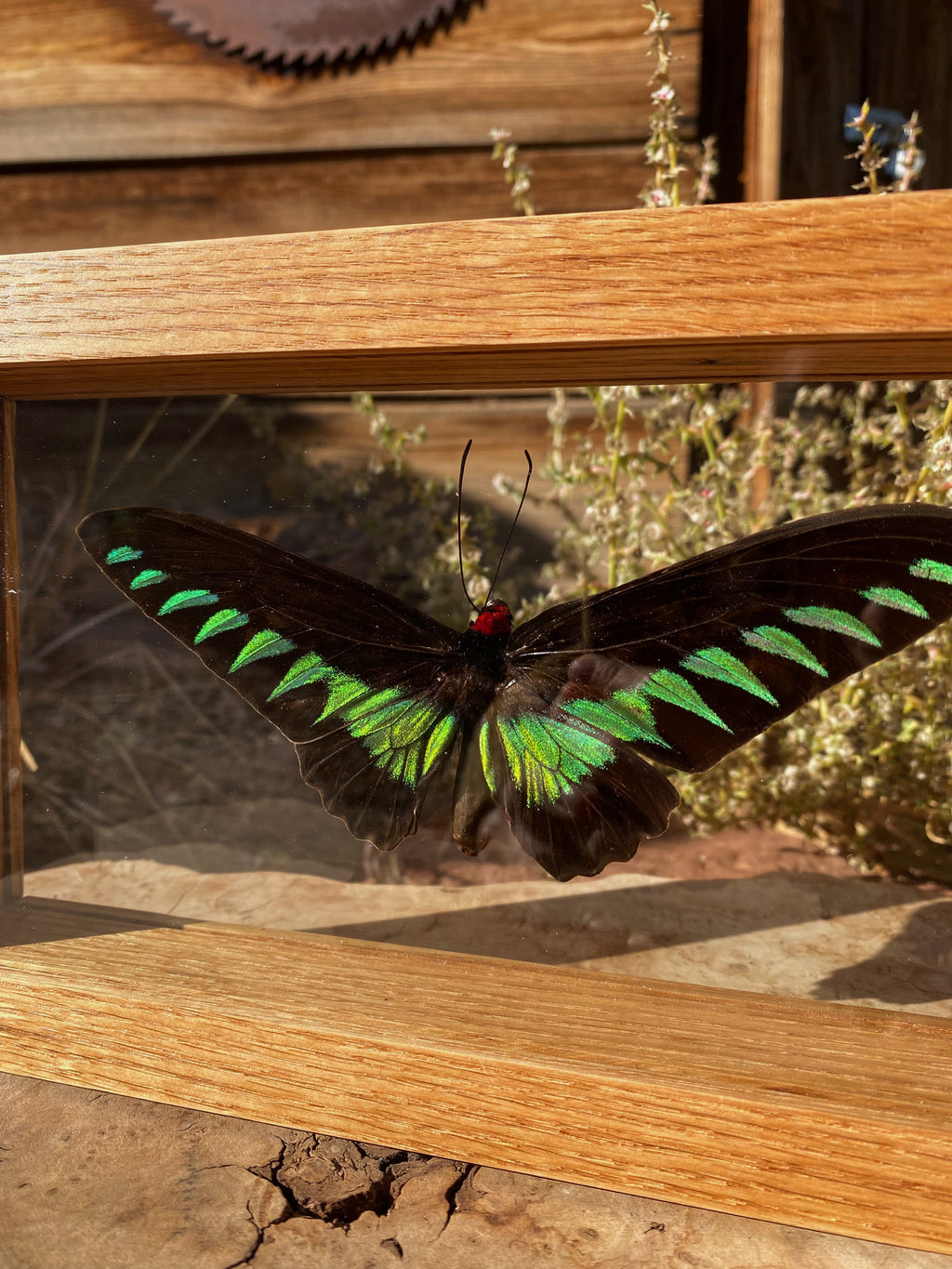 raja brooke's birdwing in red oak double glass frame