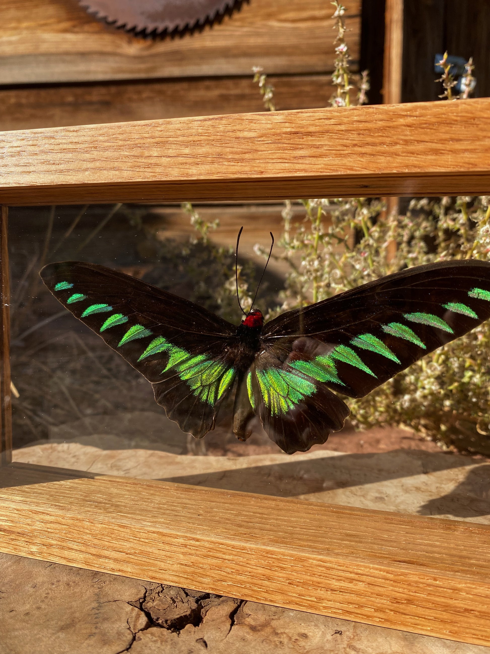 raja brooke's birdwing in red oak double glass frame
