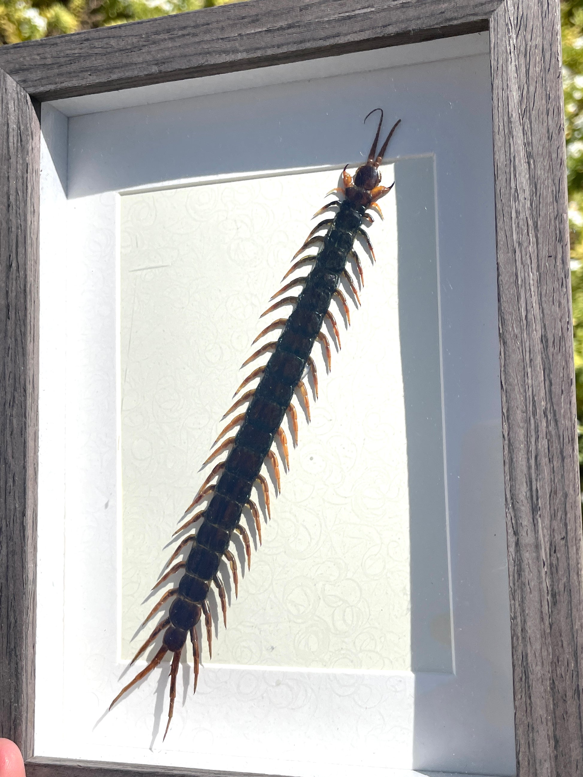 java centipede shadow box