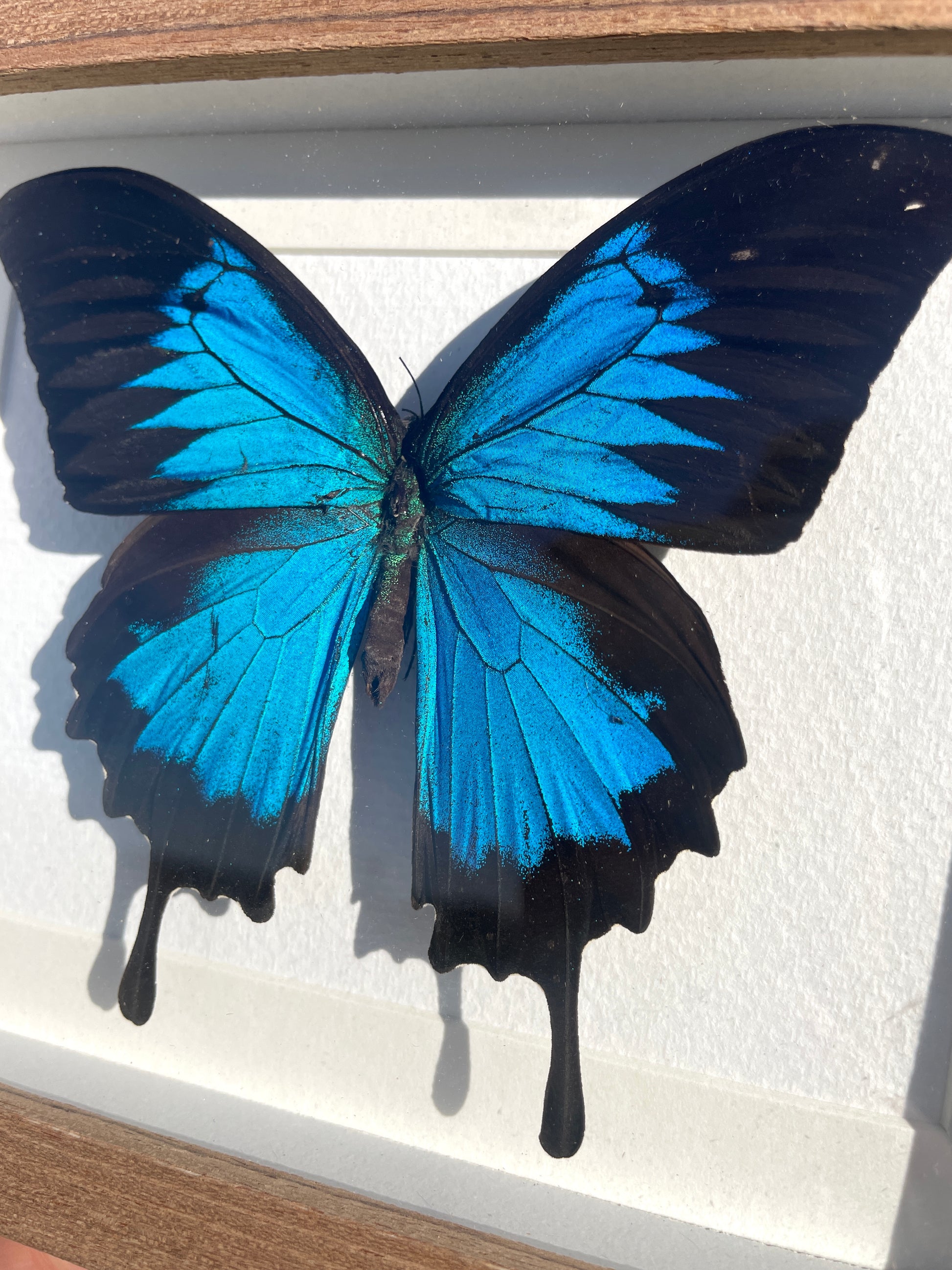 ulysses swallowtail shadow box