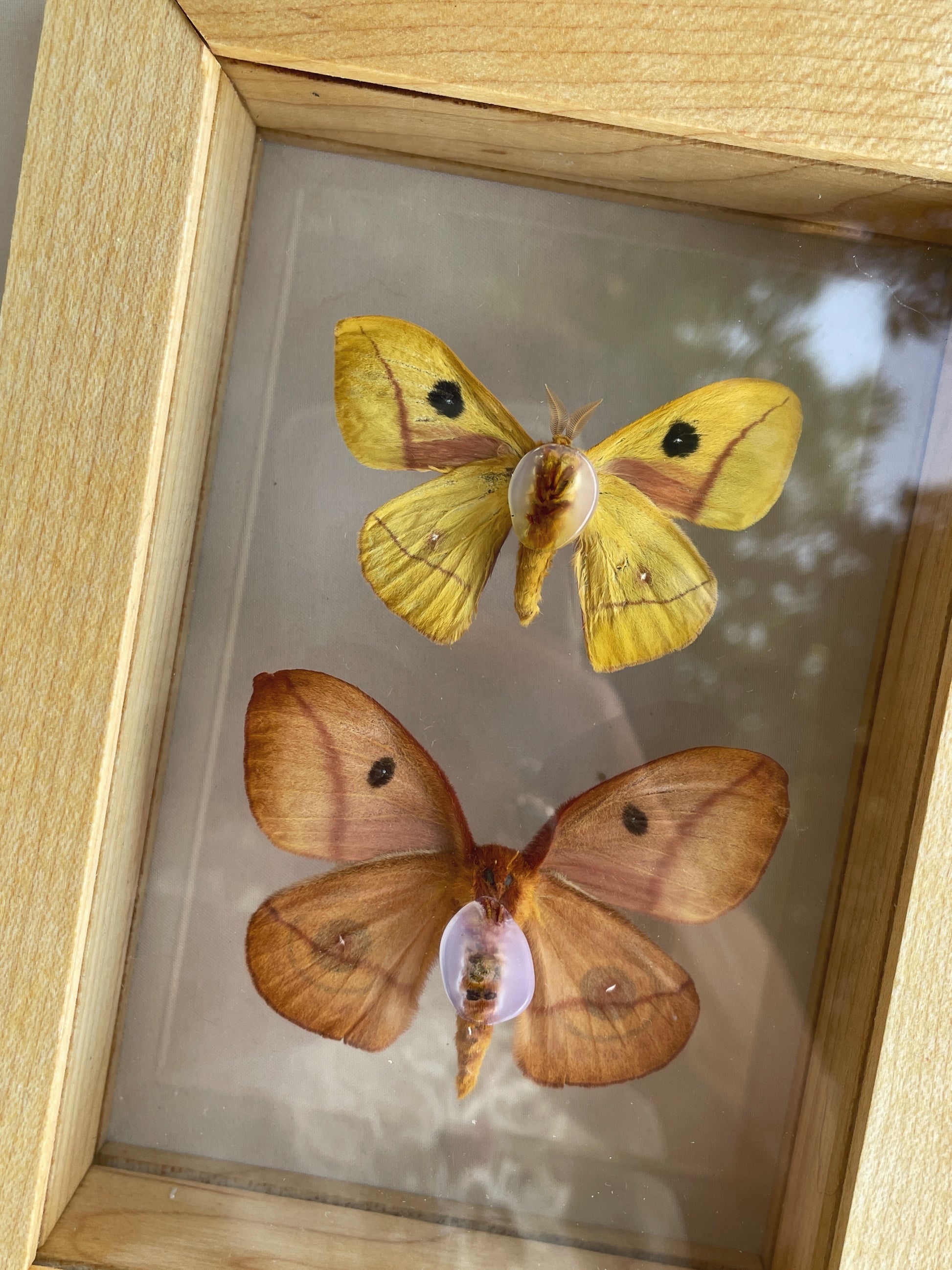 io moth pair - male and female
