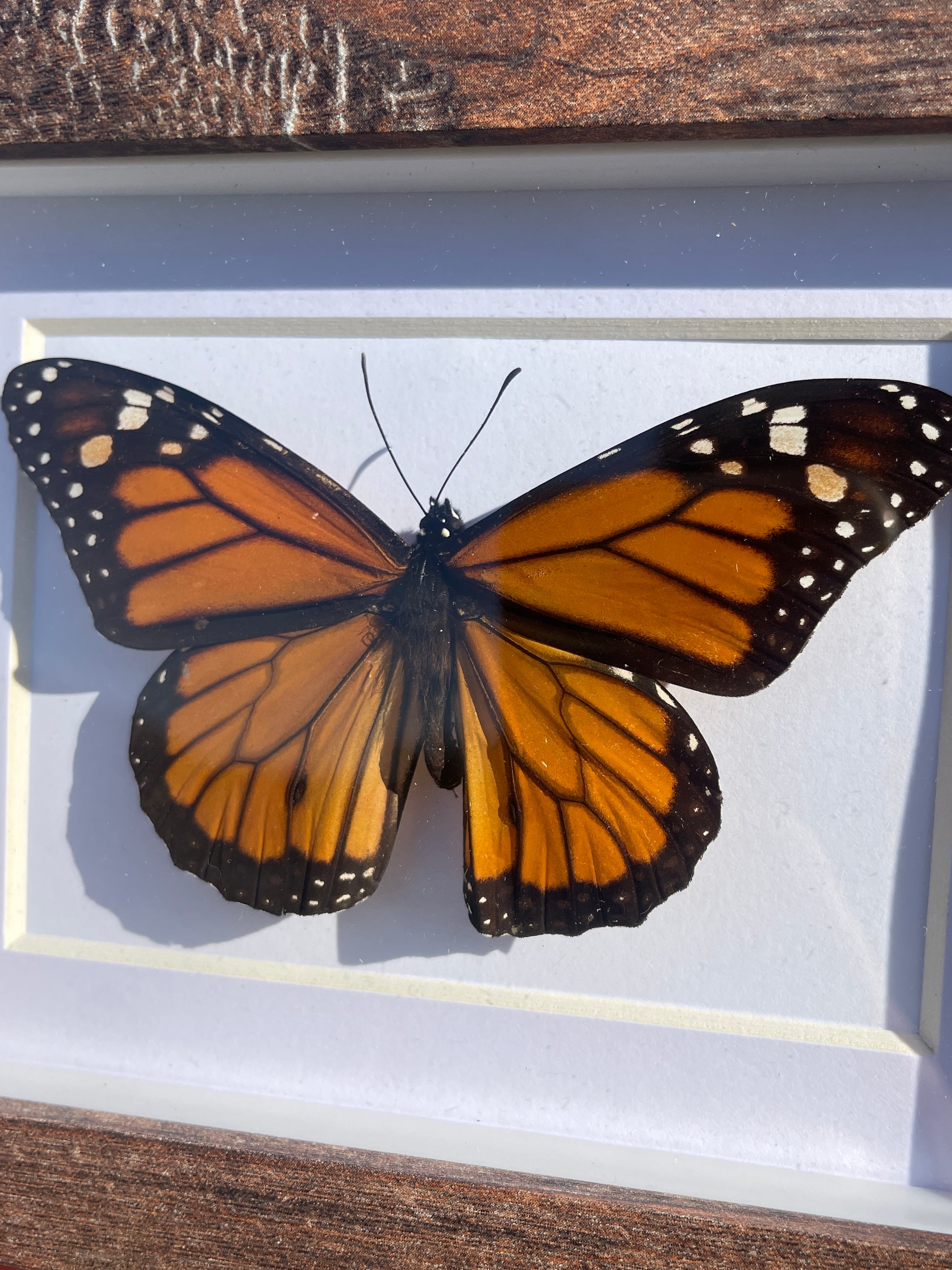 monarch shadow box