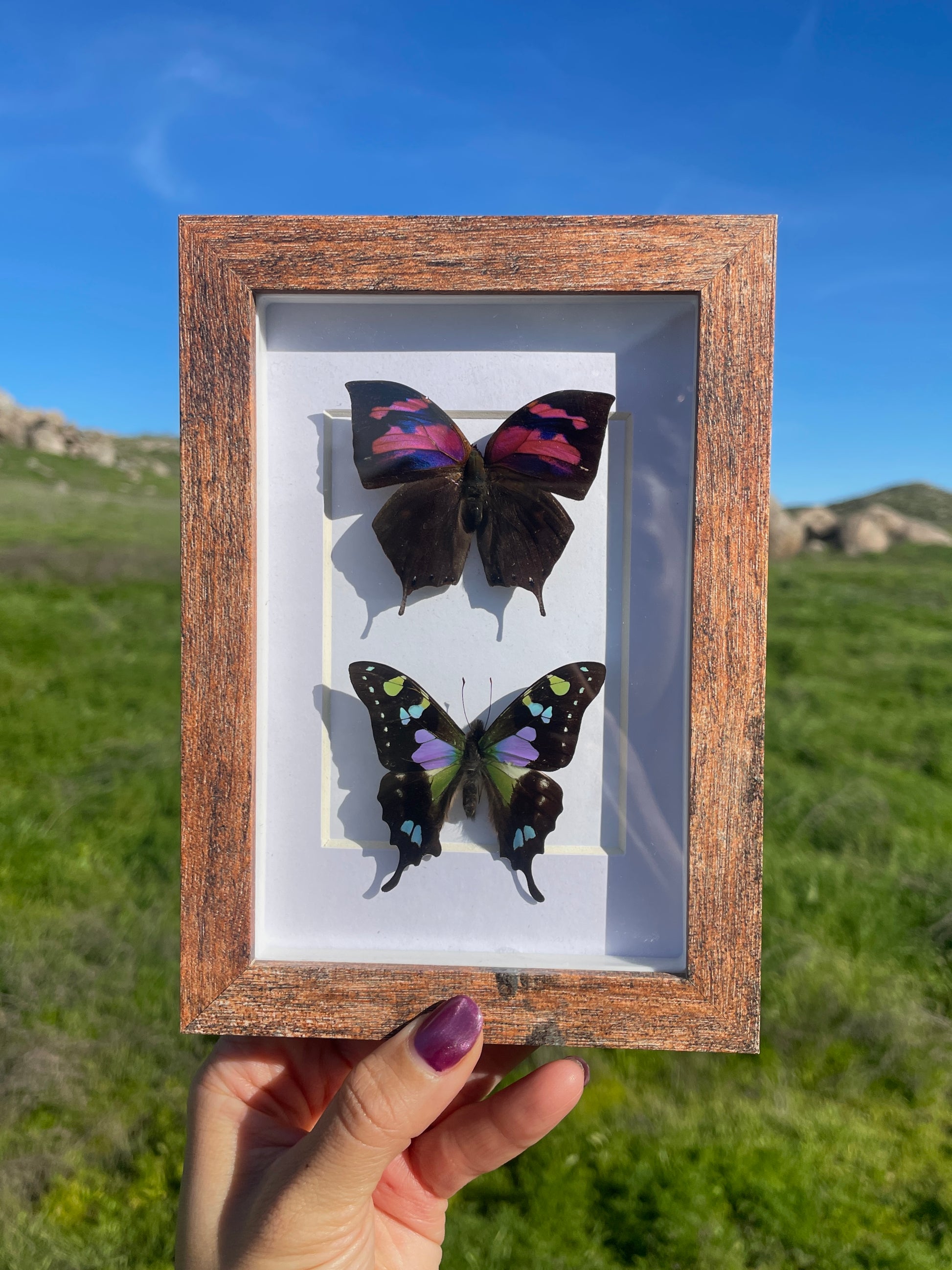 weskei swallowtail & nessus leafwing shadow box