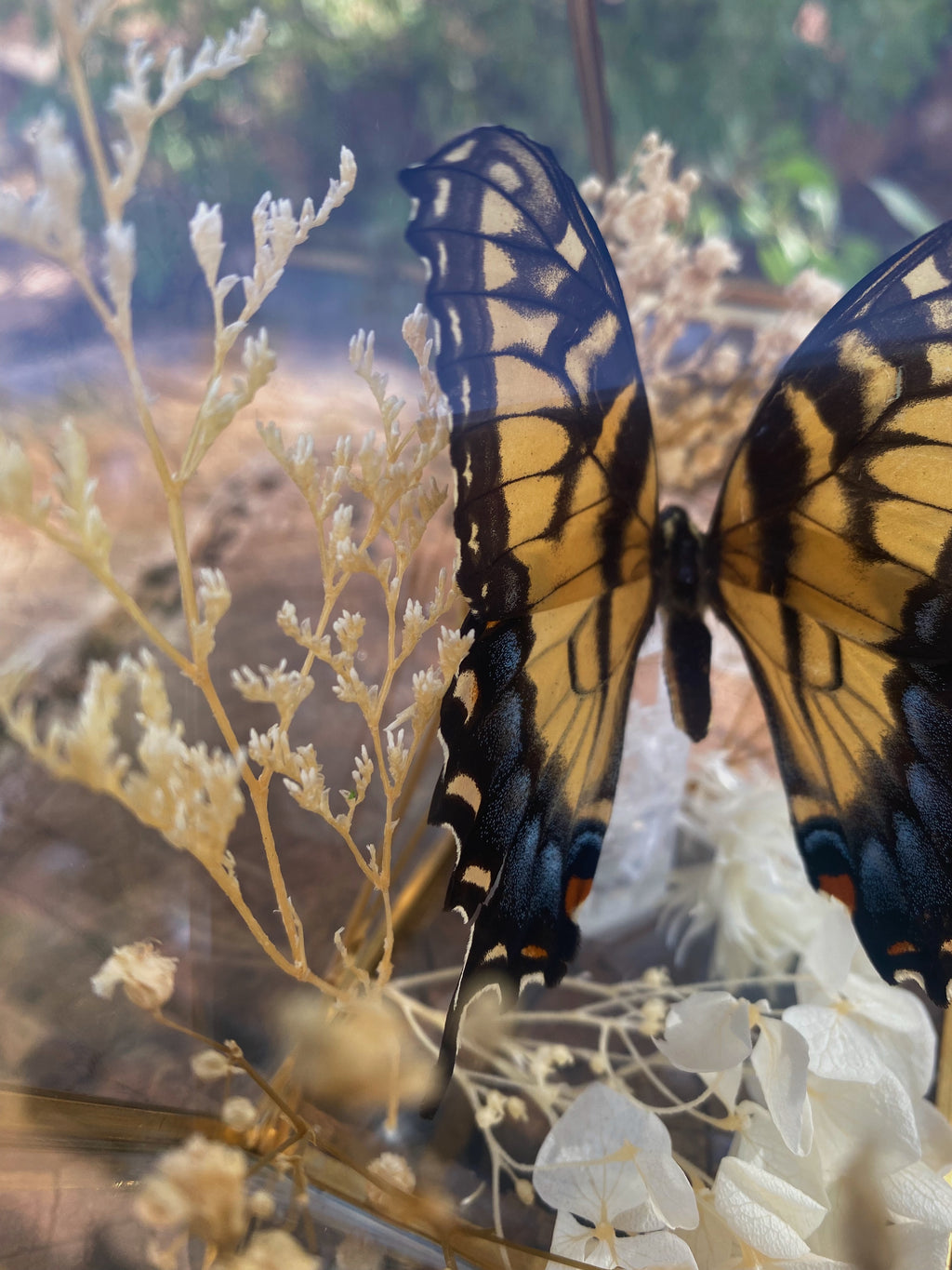 preserved eastern tiger swallowtail display
