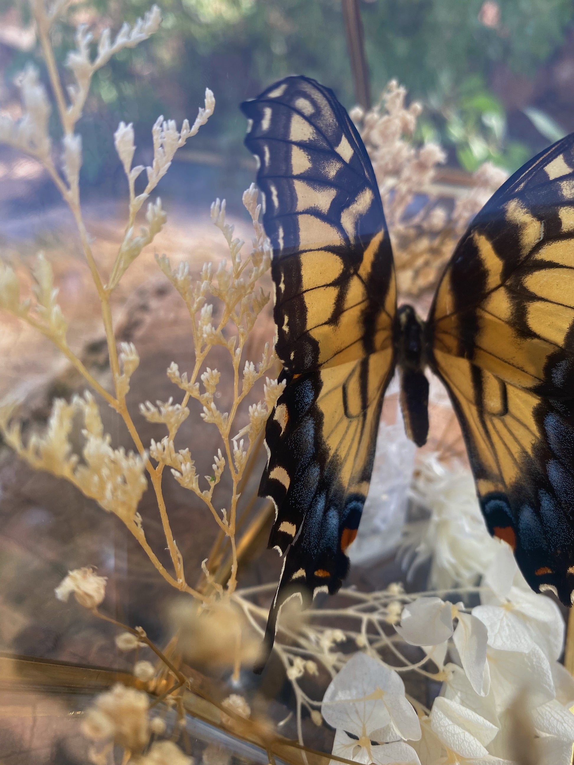 preserved eastern tiger swallowtail display