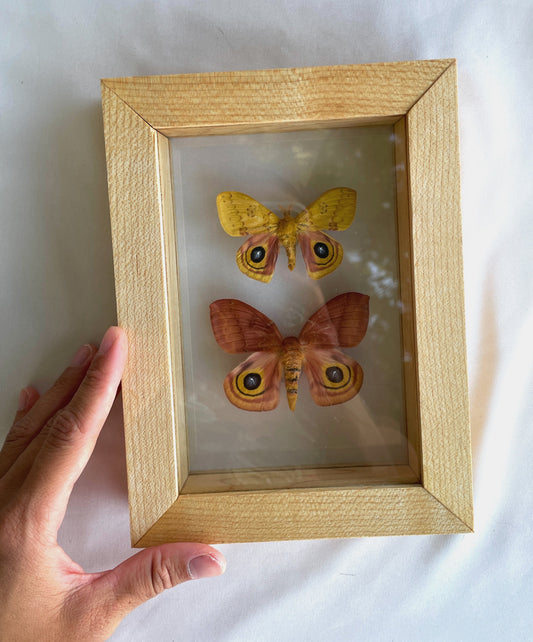 io moth pair - male and female