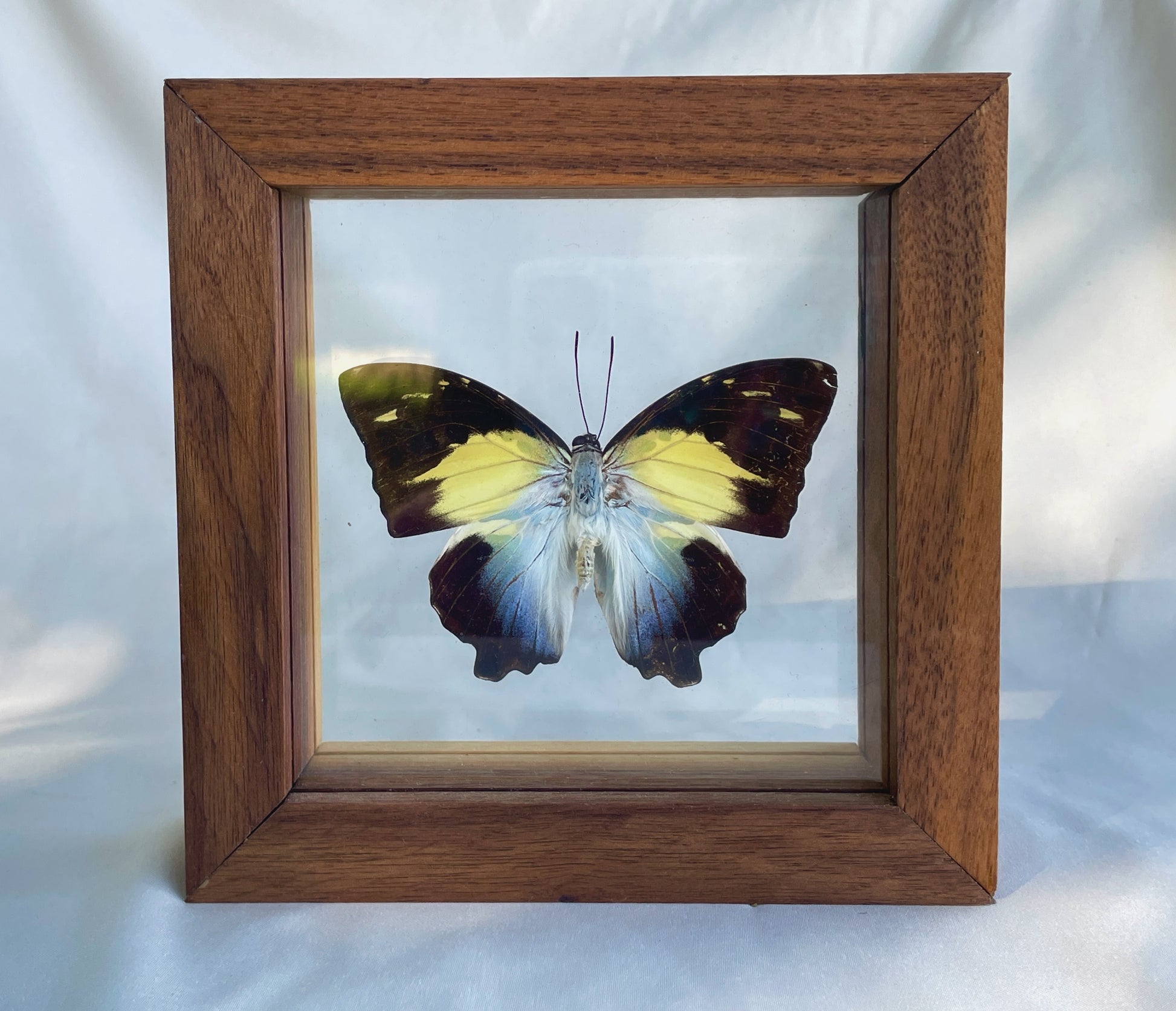 glorious begum butterfly