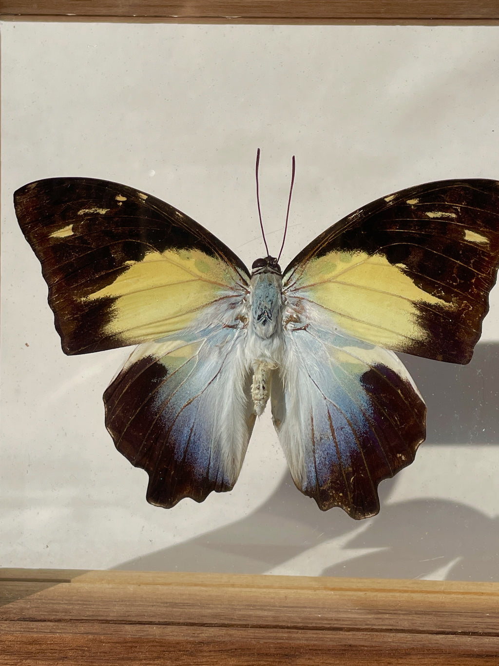 glorious begum butterfly