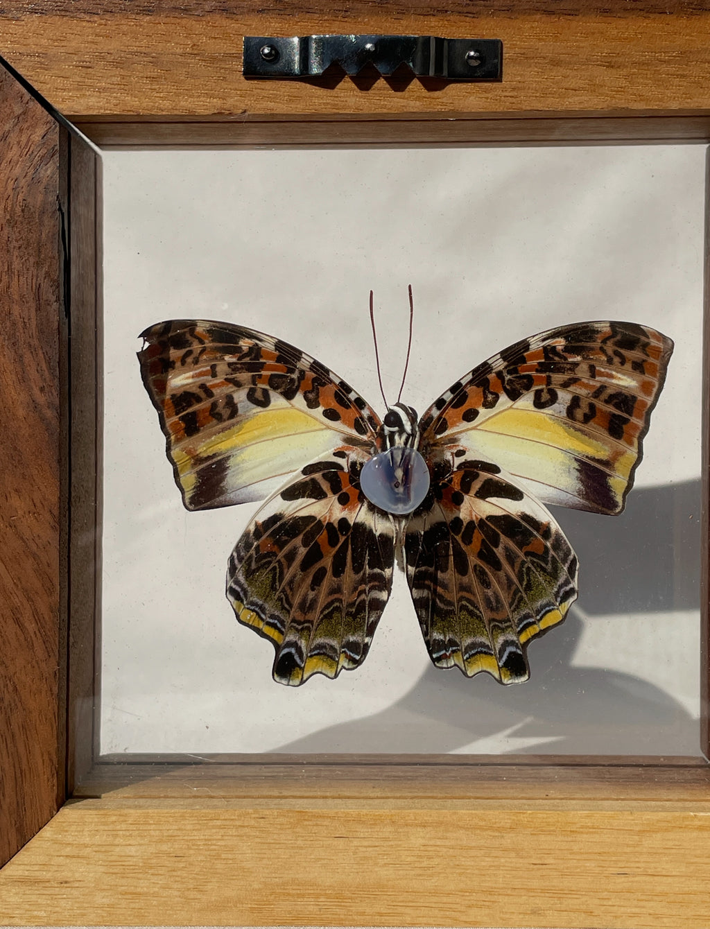 glorious begum butterfly