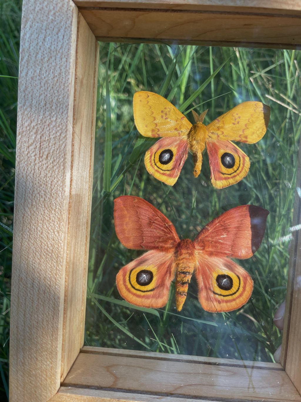 io moth pair - male and female