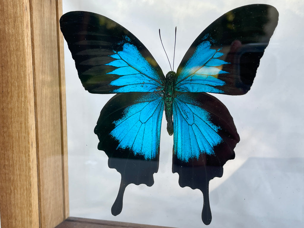 ulysses emperor butterfly