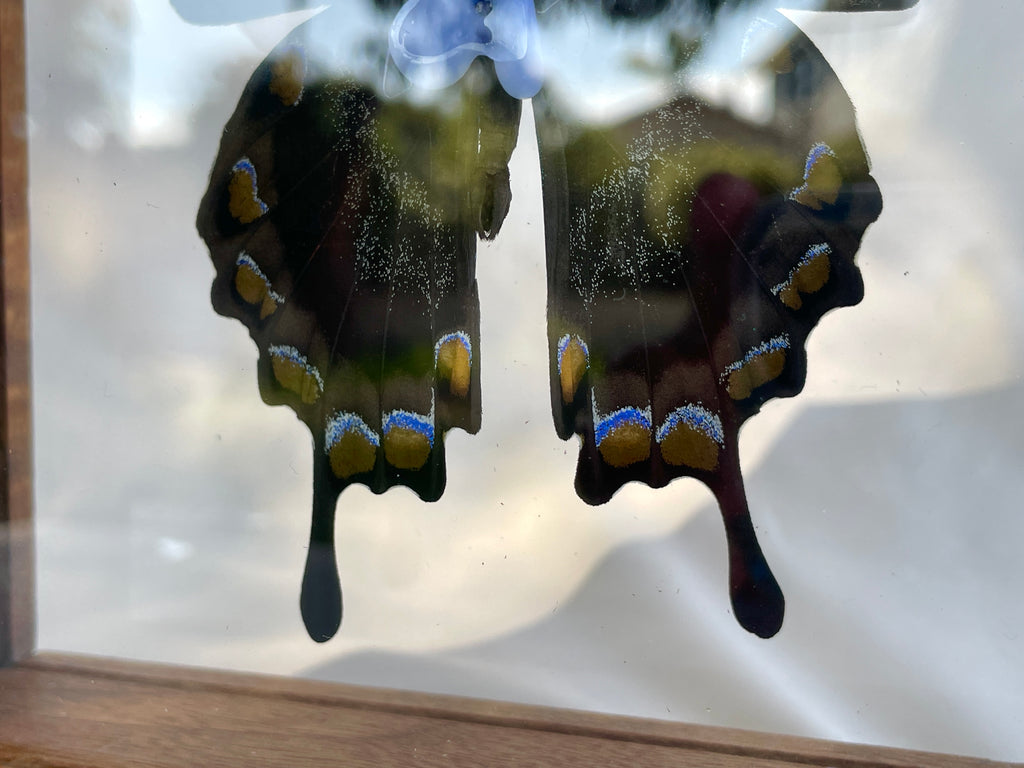 ulysses emperor butterfly