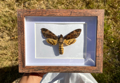 death-head moth