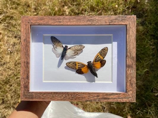 cicada pair - lace cicada and butterfly cicada