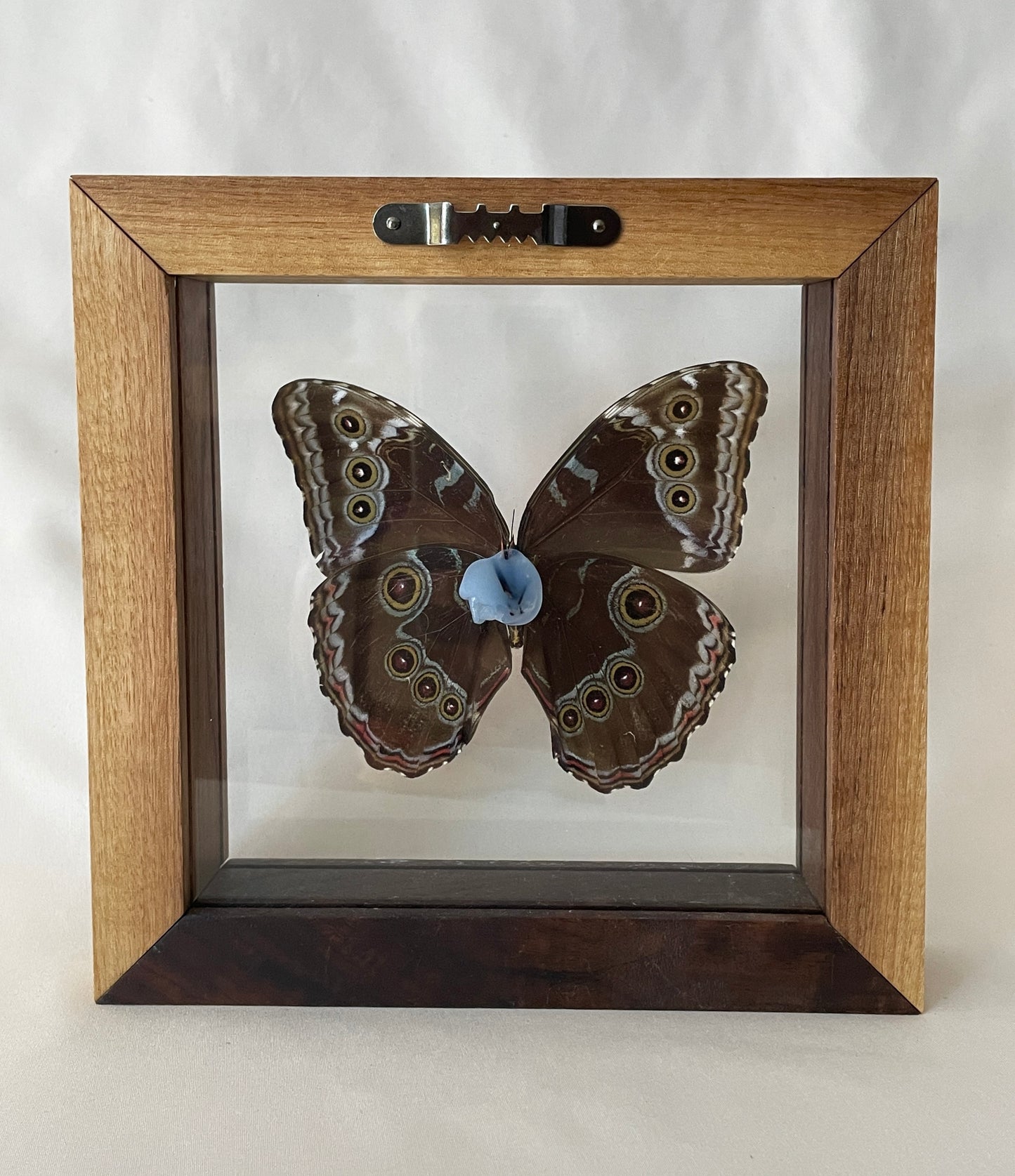 peleides blue morpho butterfly