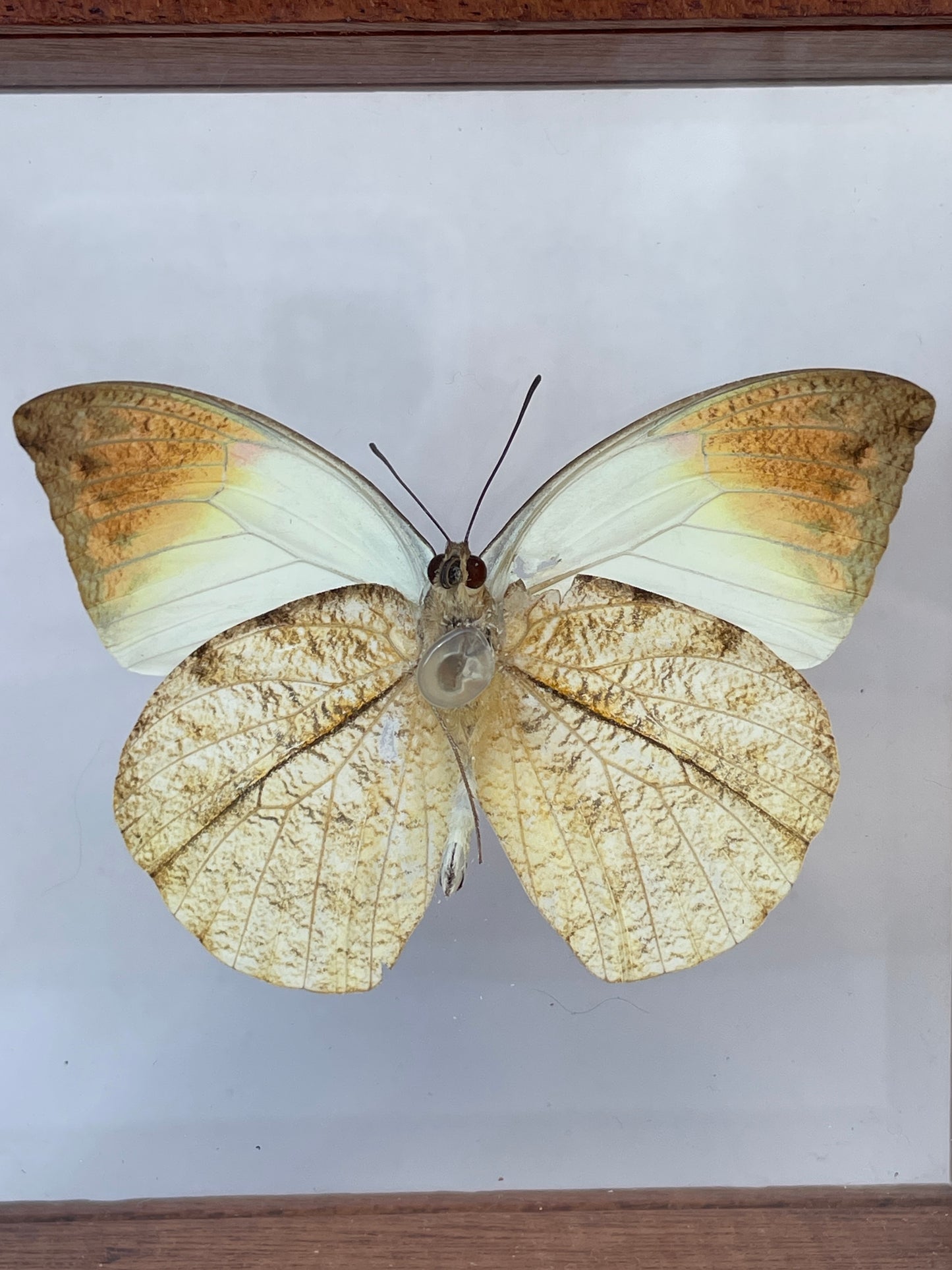 great orange tip butterfly