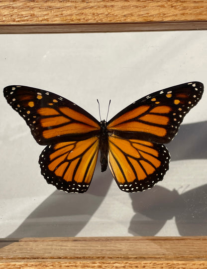 monarch butterfly