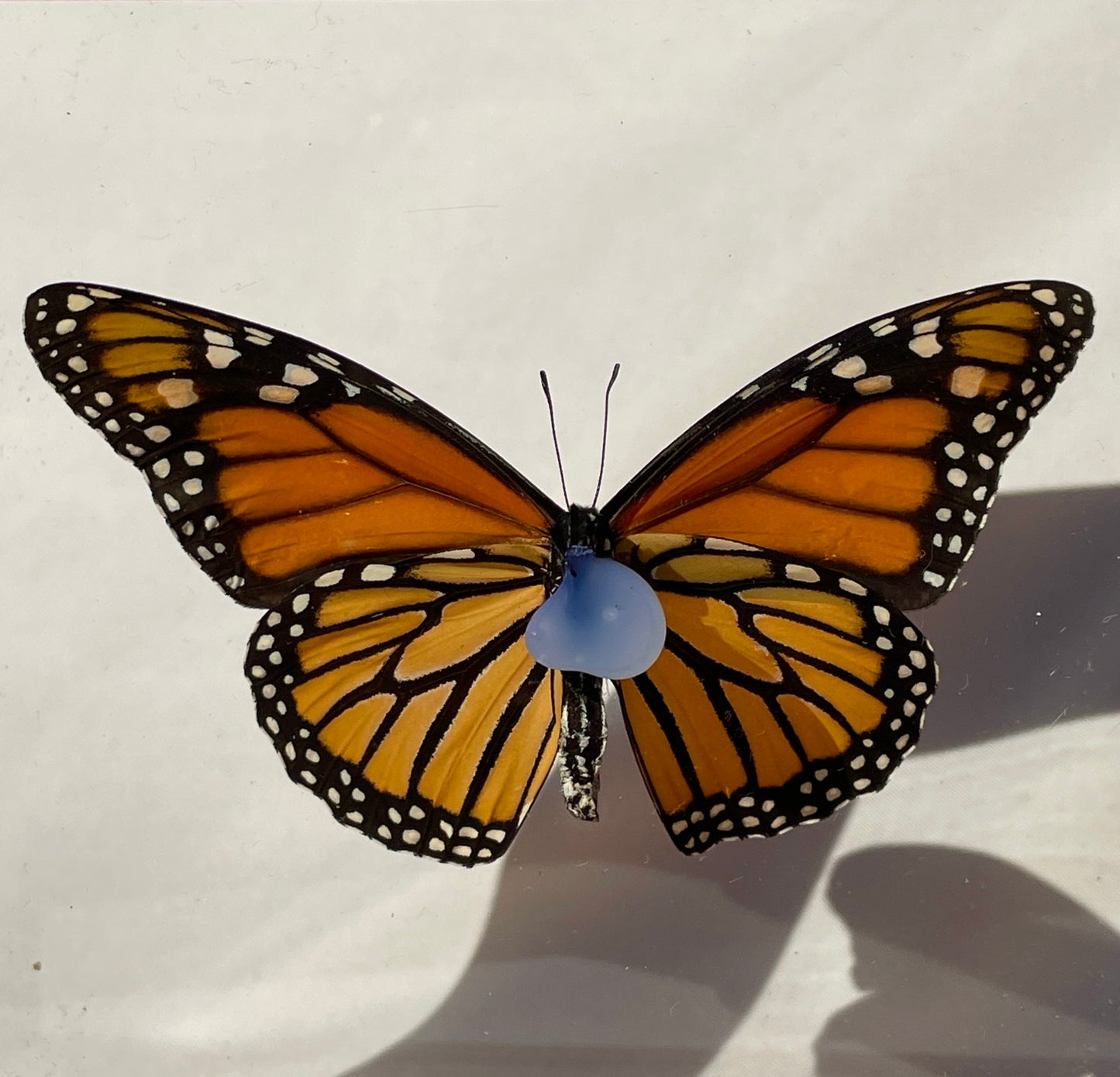 monarch butterfly