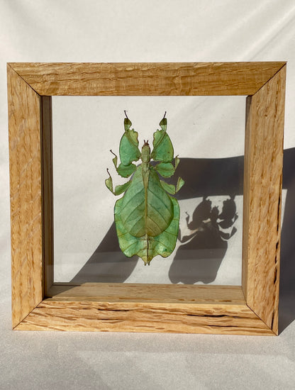 leaf insect