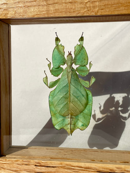 leaf insect