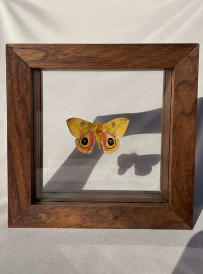 io moth