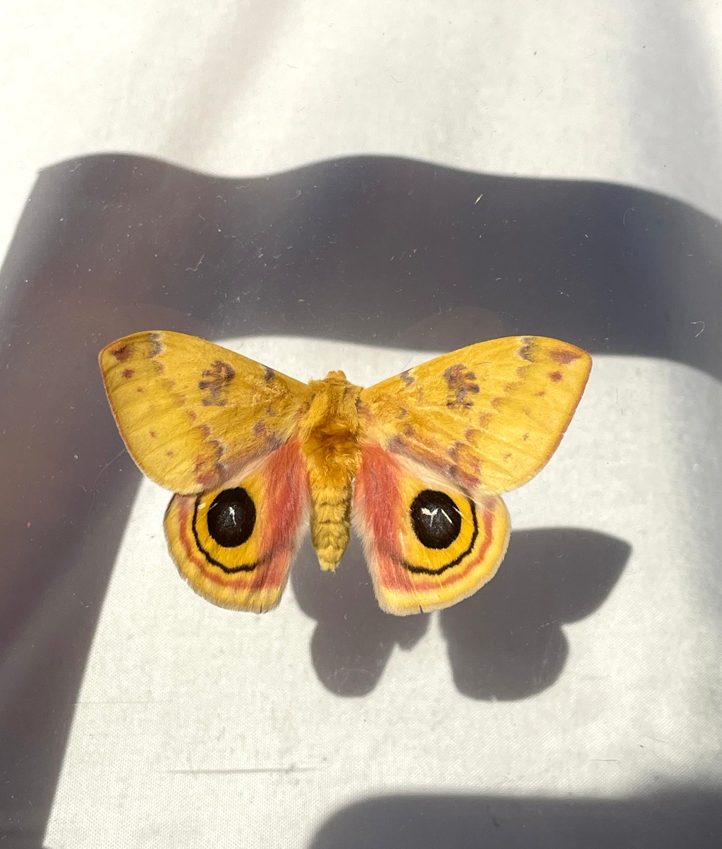 io moth