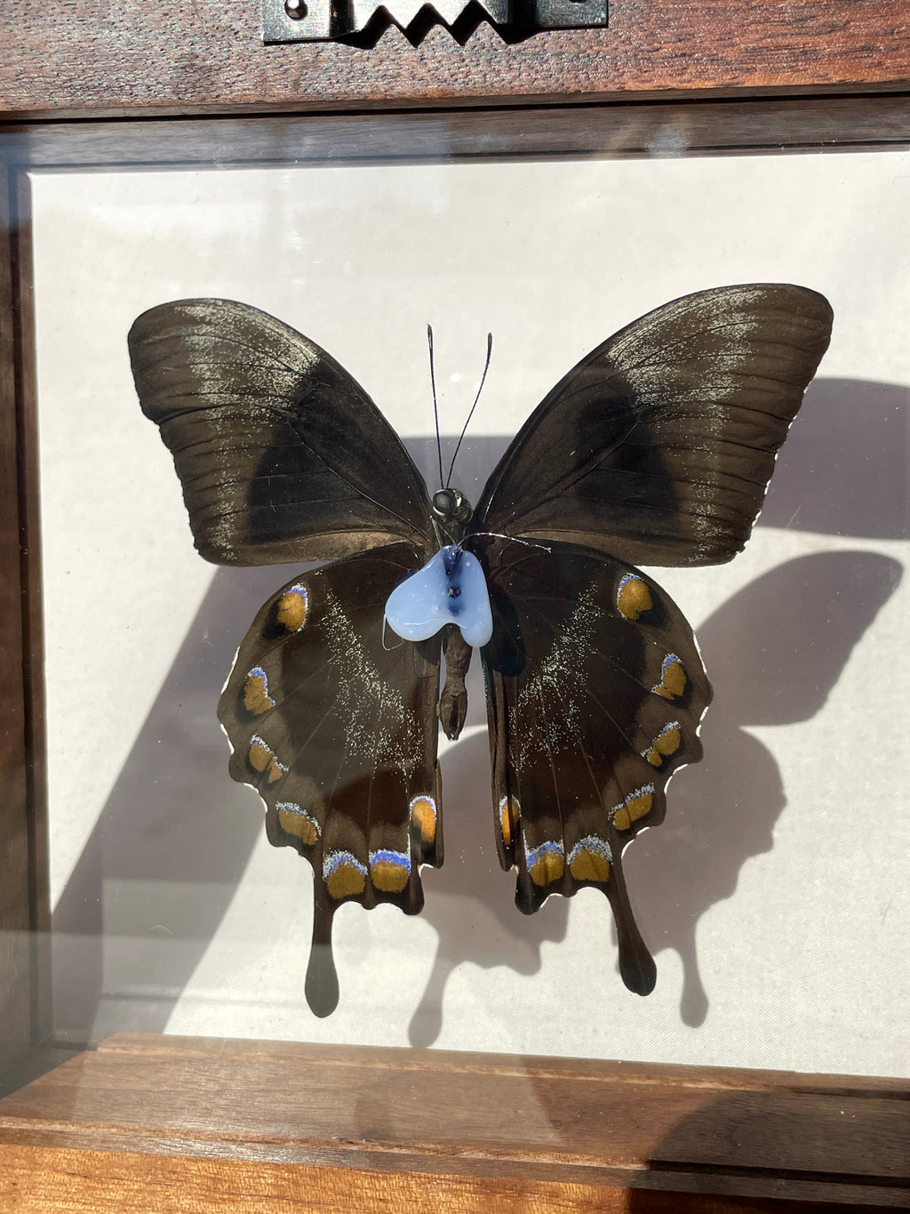 ulysses emperor butterfly