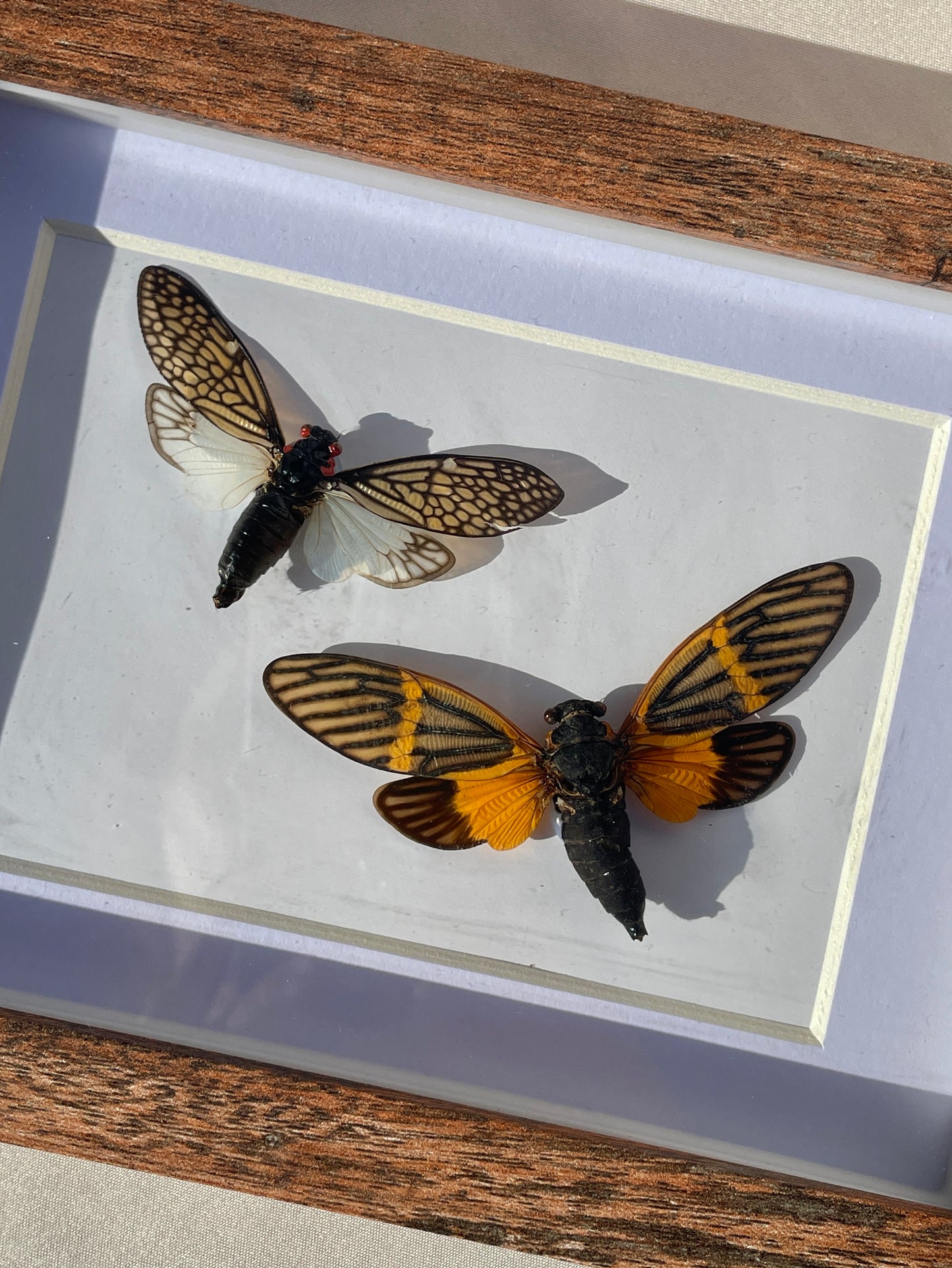 cicada pair - lace cicada and butterfly cicada