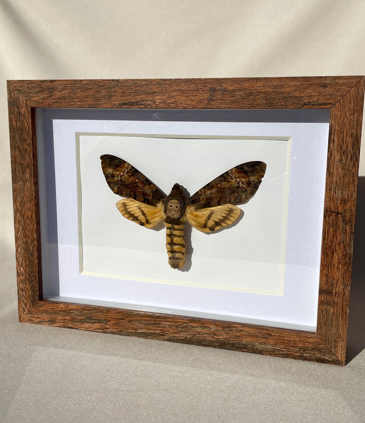 death-head moth