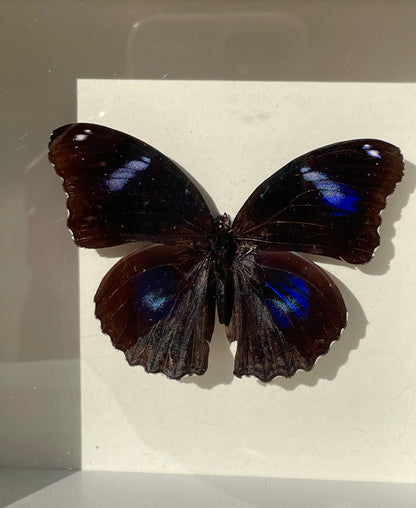 blue moon eggfly