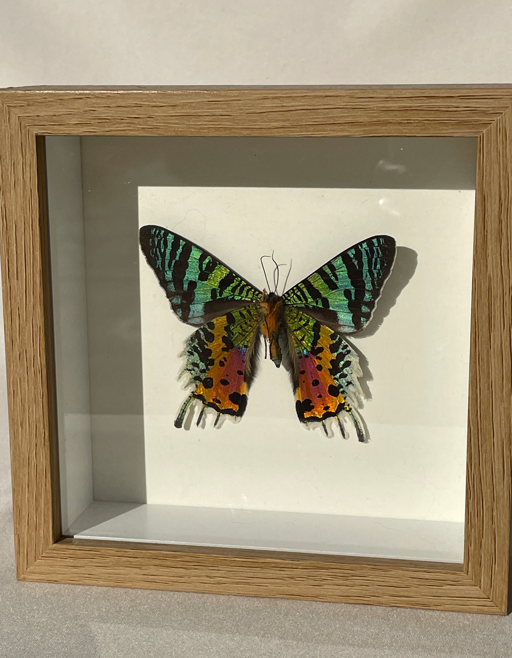 madagascan sunset moth