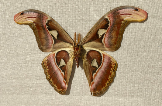 atlas moth