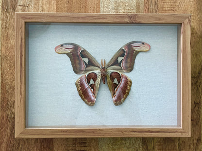 atlas moth