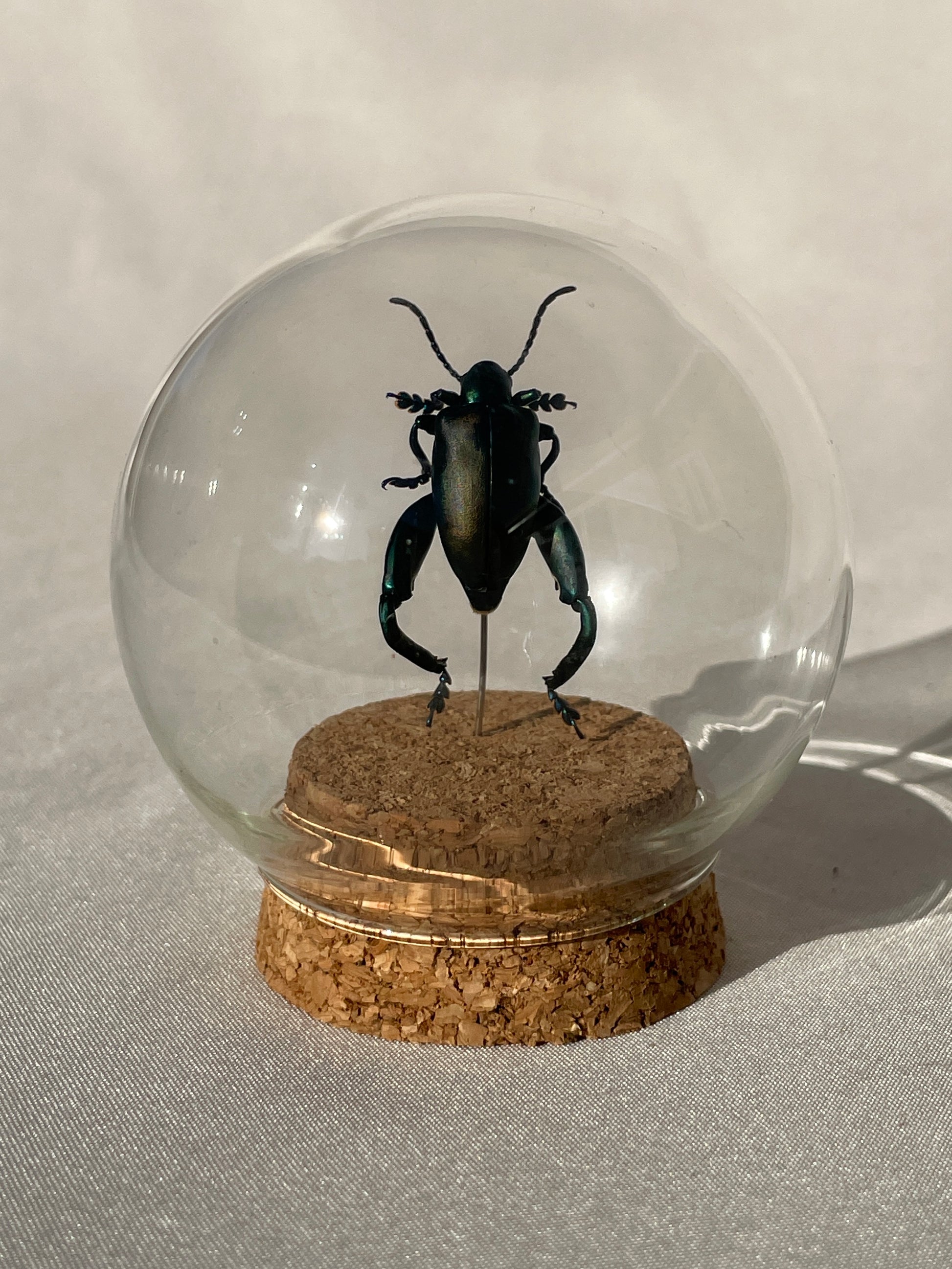 blue-green frog beetle