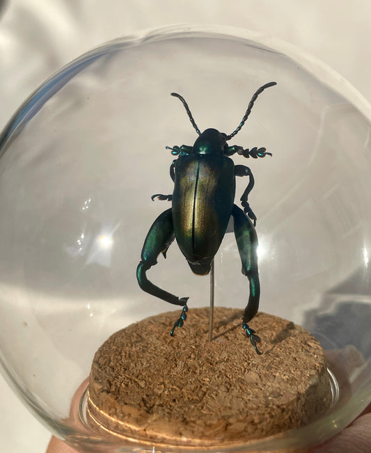 blue-green frog beetle