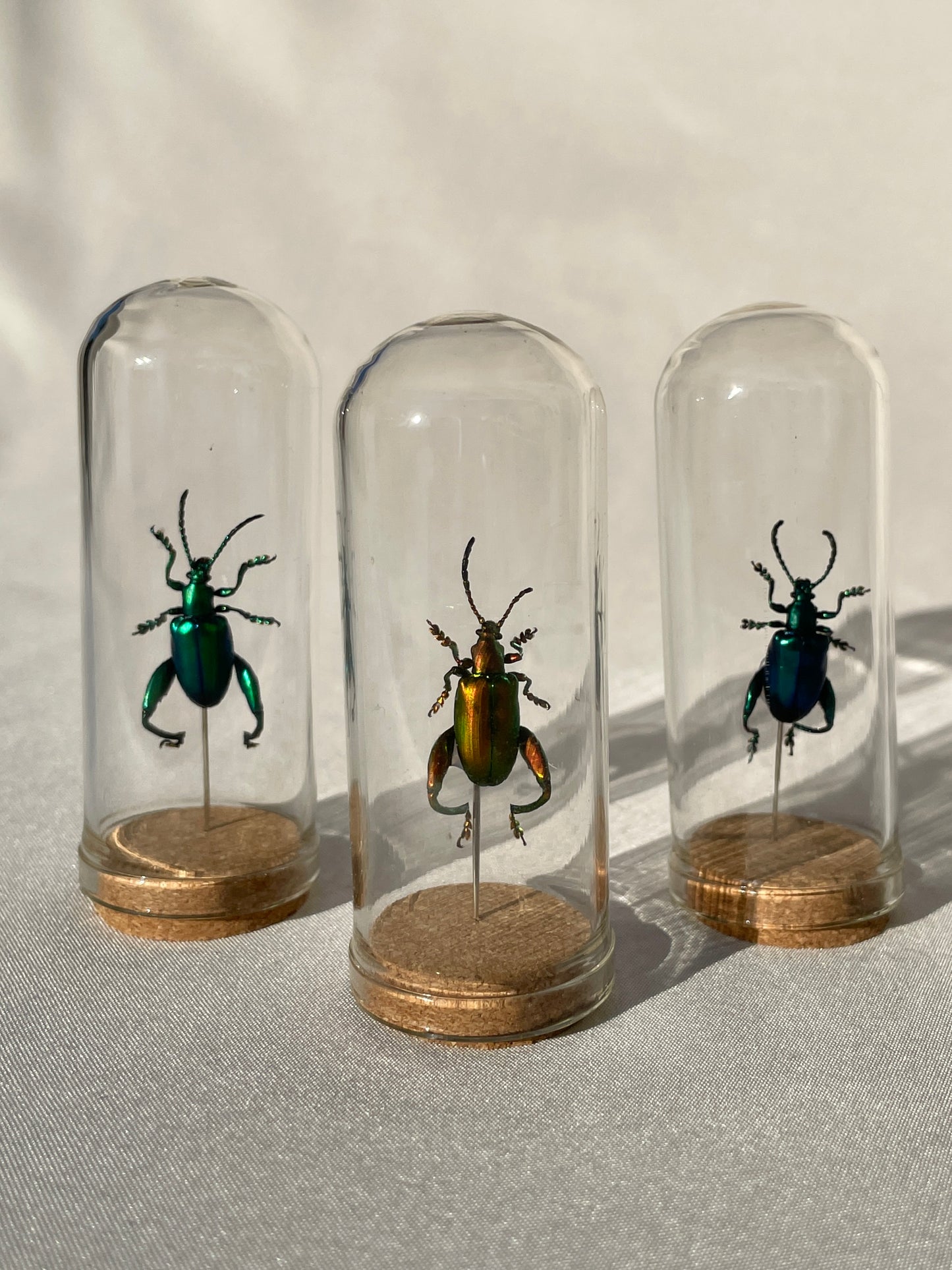 frog legged beetles