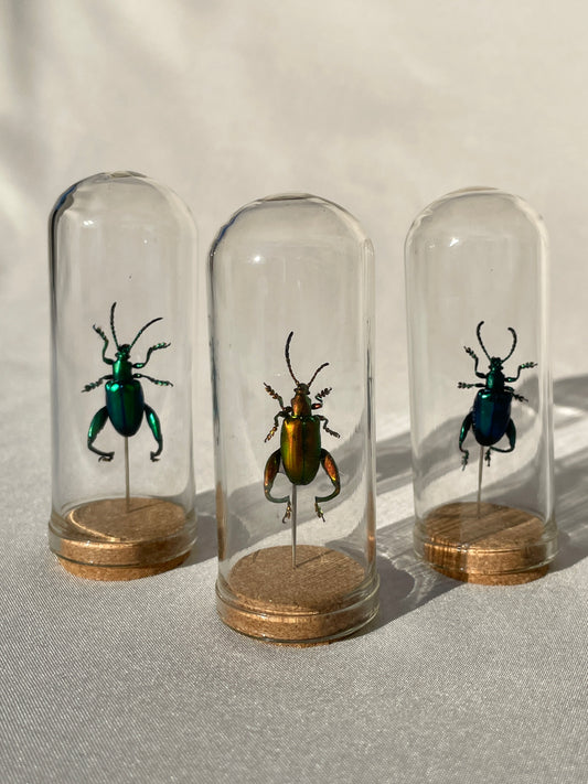 frog legged beetles