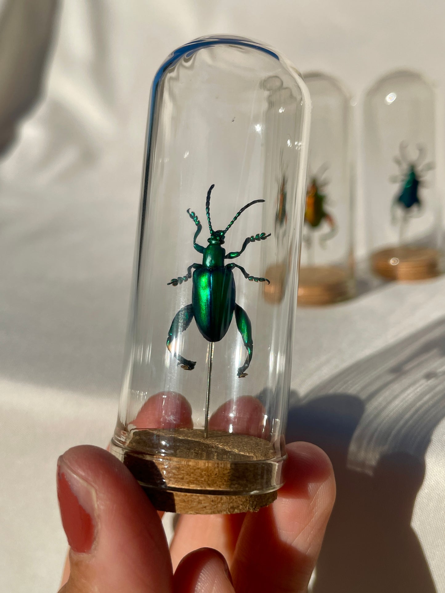 frog legged beetles