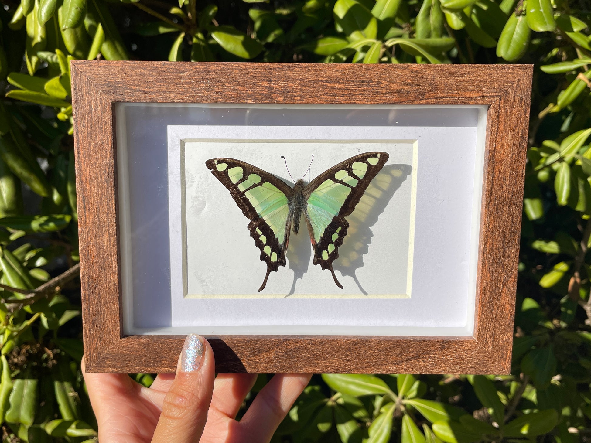 glassy bluebottle shadow box