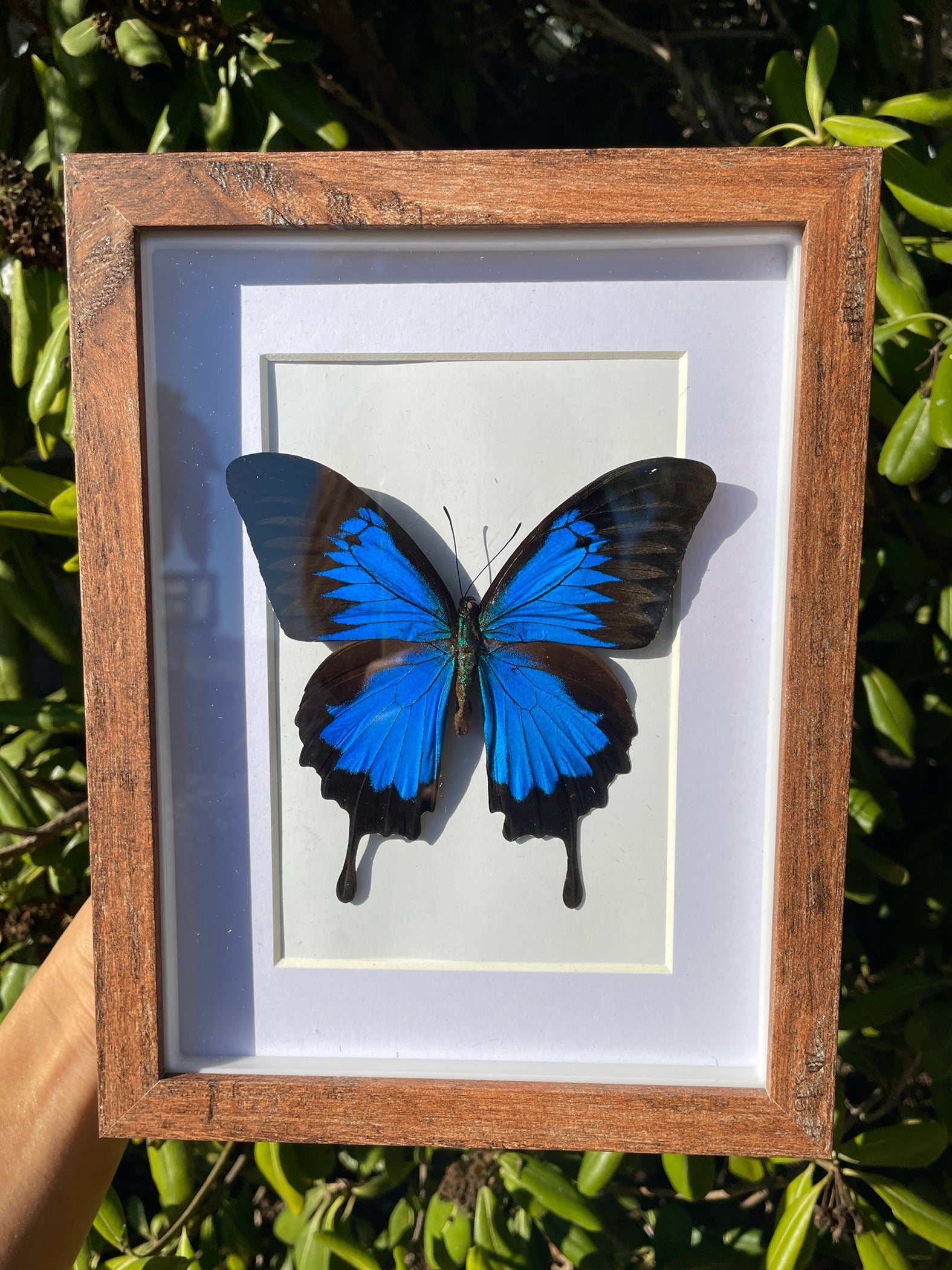 ulysses butterfly shadow box