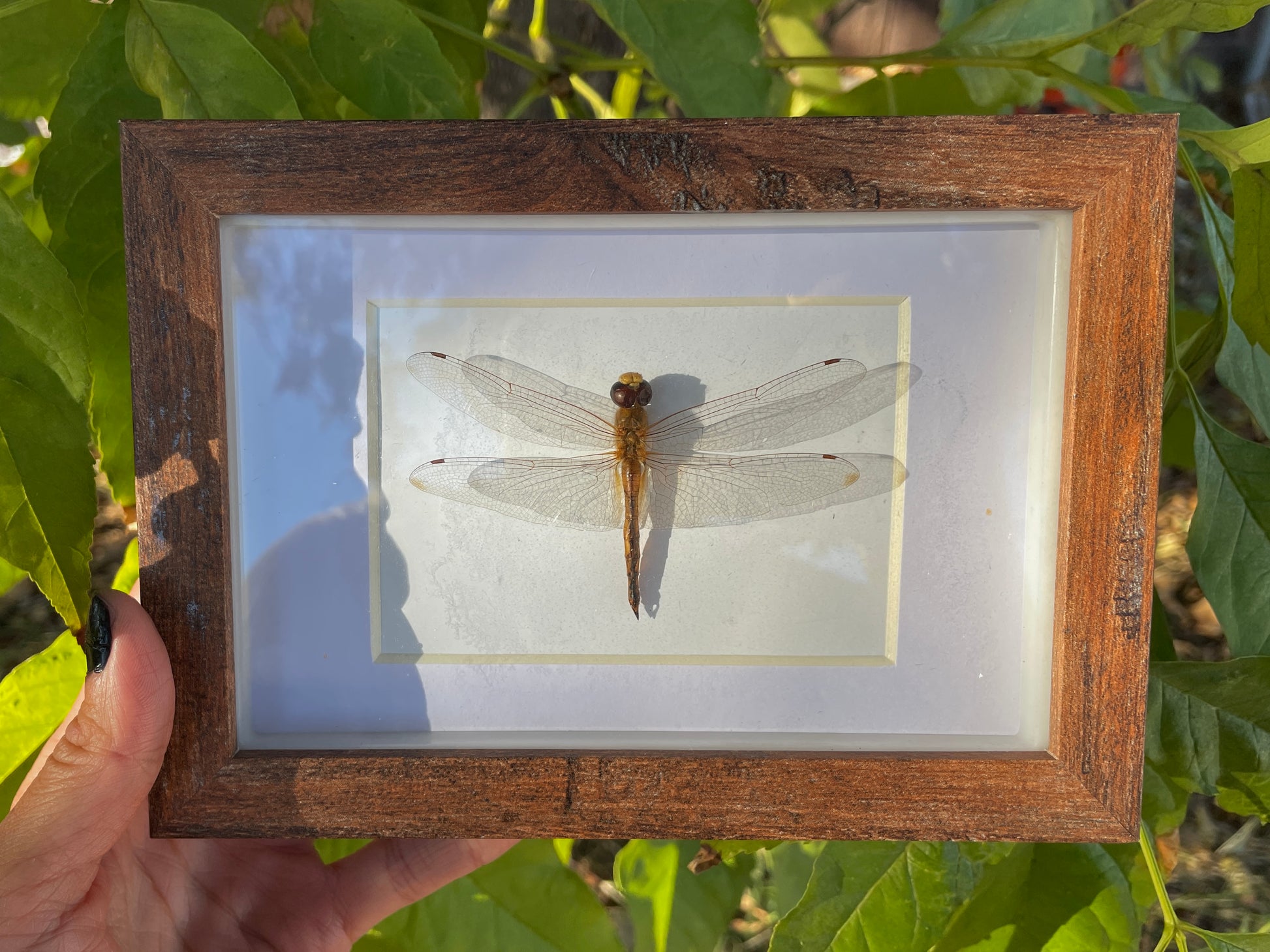 red grasshawk (f) dragonfly shadow box
