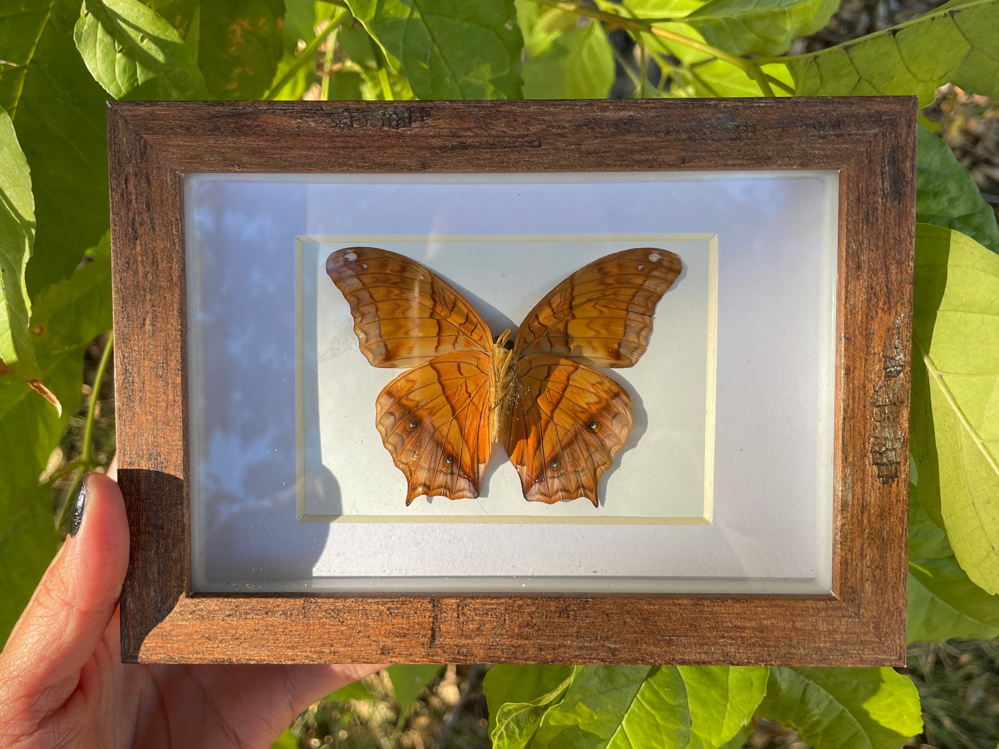 malay cruiser shadow box